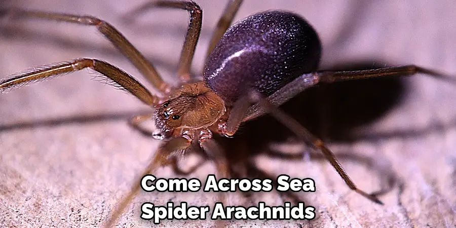 Come Across Sea Spider Arachnids
