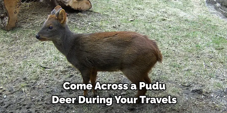 Come Across a Pudu 
Deer During Your Travels