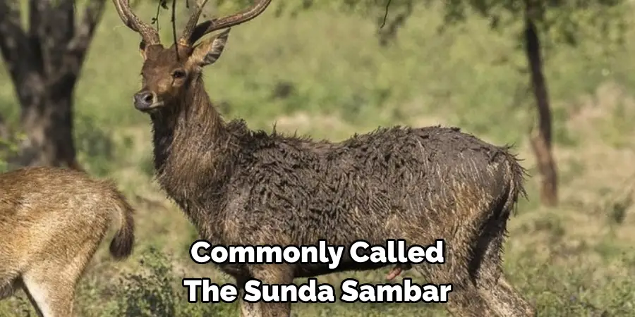 Commonly Called 
The Sunda Sambar