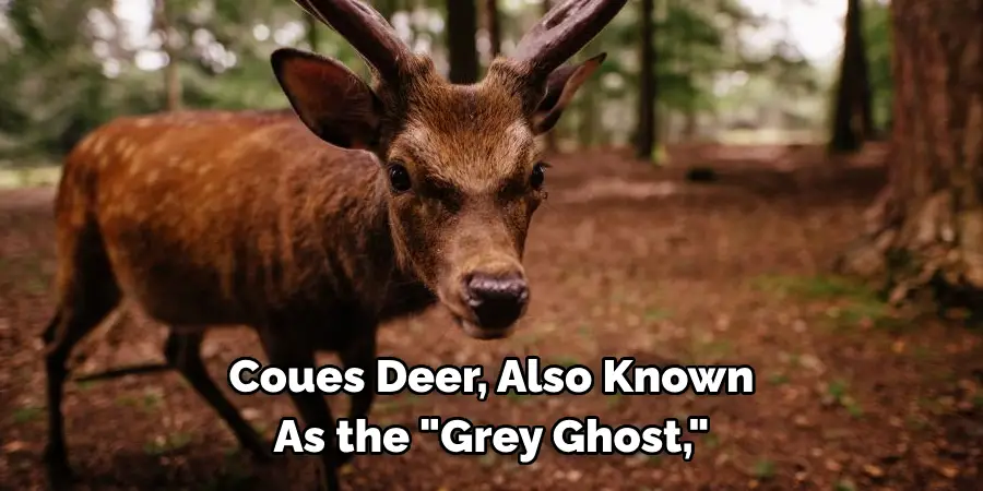Coues Deer, Also Known 
As the "Grey Ghost," 