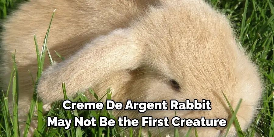 Creme De Argent Rabbit 
May Not Be the First Creature