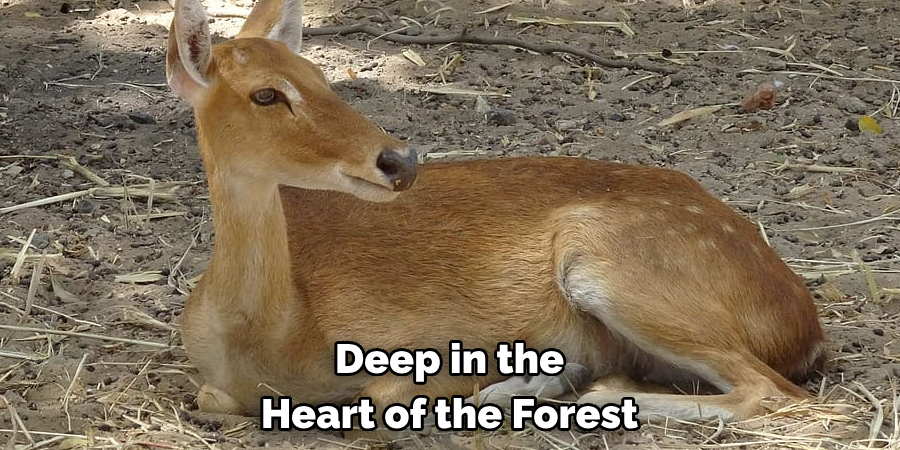 Deep in the Heart of the Forest