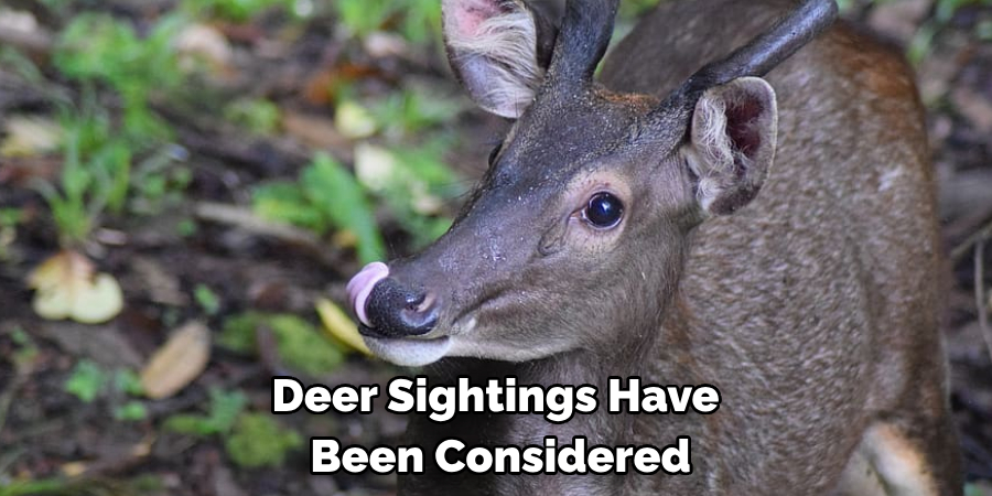 Deer Sightings Have
 Been Considered