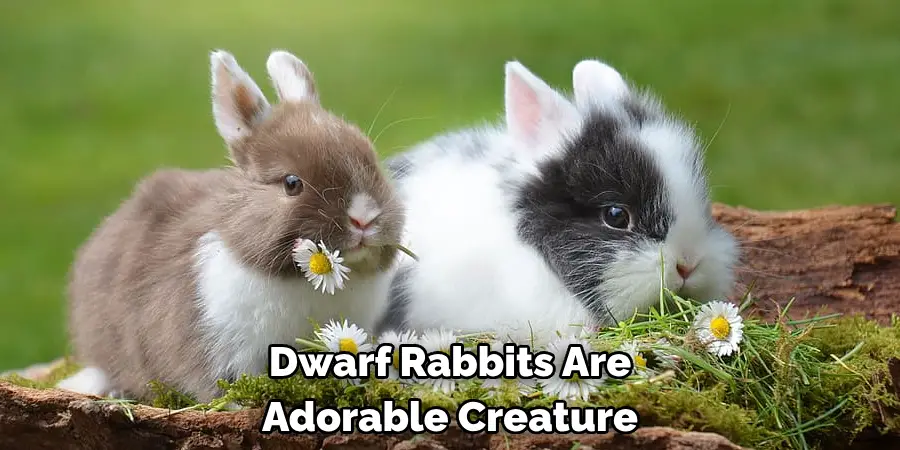 Dwarf Rabbits Are 
Adorable Creature