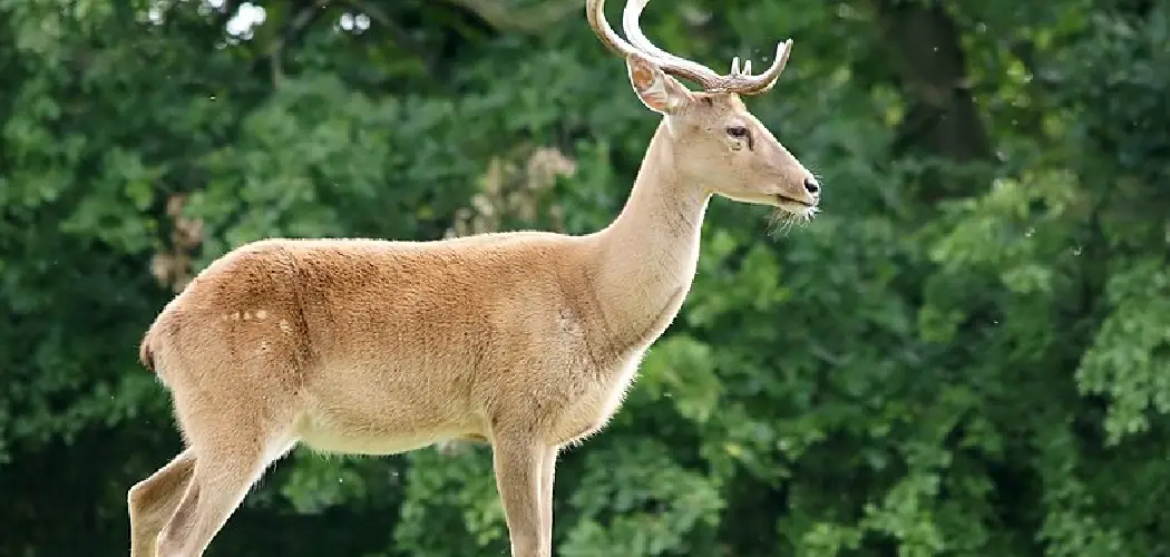 Eld Deer Spiritual Meaning
