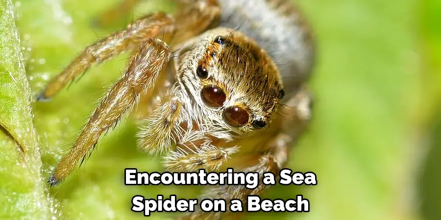 Encountering a Sea Spider on a Beach