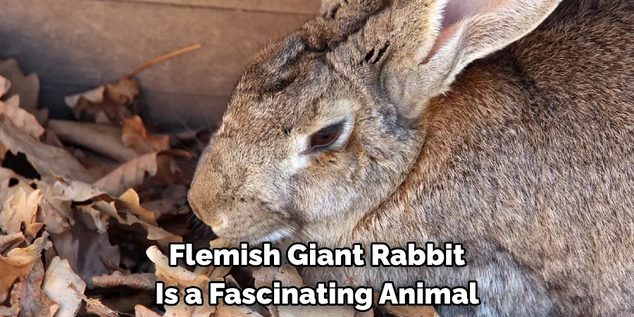 Flemish Giant Rabbit Is a Fascinating Animal