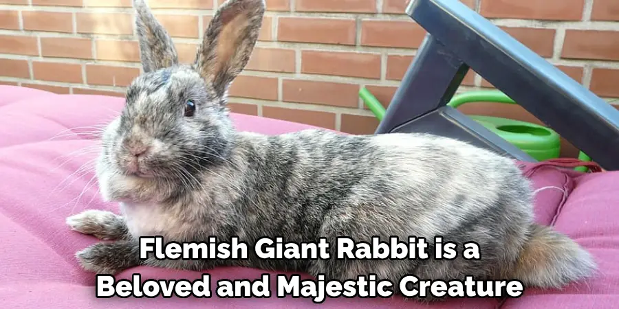 Flemish Giant Rabbit is a 
Beloved and Majestic Creature