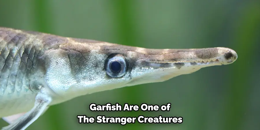 Garfish Are One of 
The Stranger Creatures 