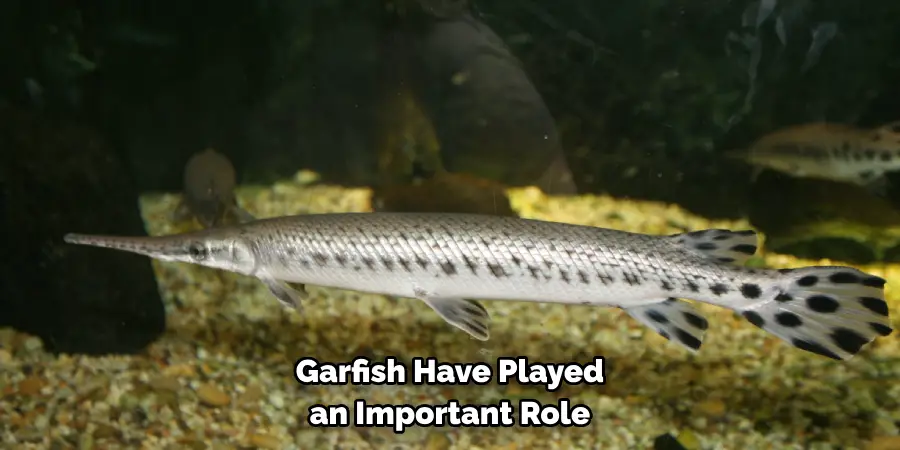 Garfish Have Played 
an Important Role