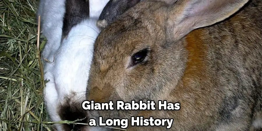 Giant Rabbit Has a Long History