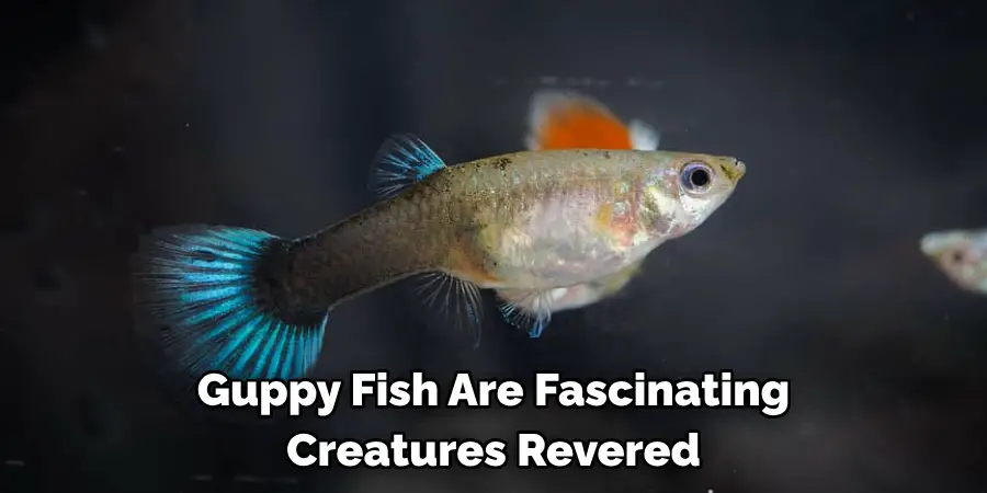 Guppy fish are fascinating creatures revered