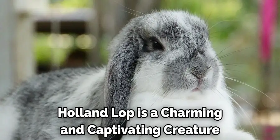 Holland Lop is a Charming 
and Captivating Creature