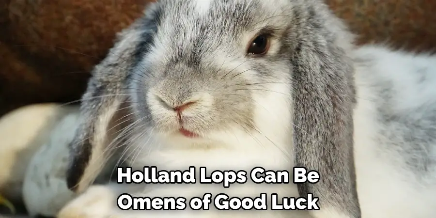 Holland Lops Can Be 
Omens of Good Luck