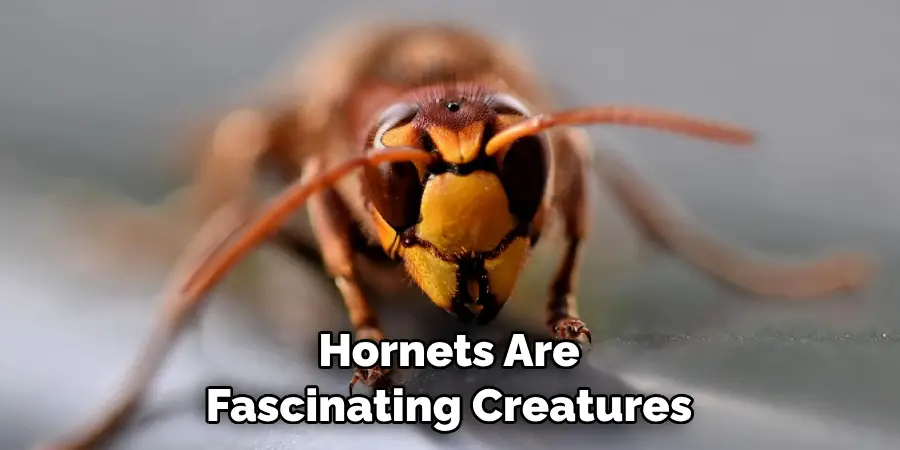 Hornets Are 
Fascinating Creatures