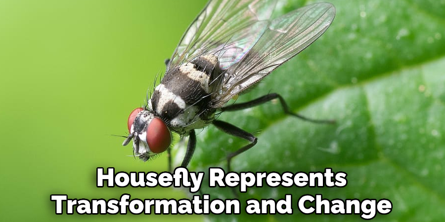 Housefly Represents Transformation and Change