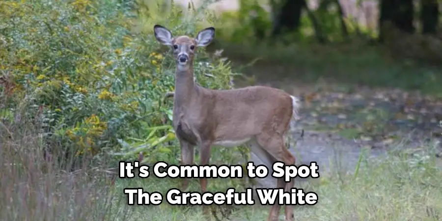 It's Common to Spot 
The Graceful White