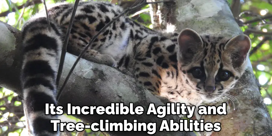 Its Incredible Agility and
Tree-climbing Abilities
