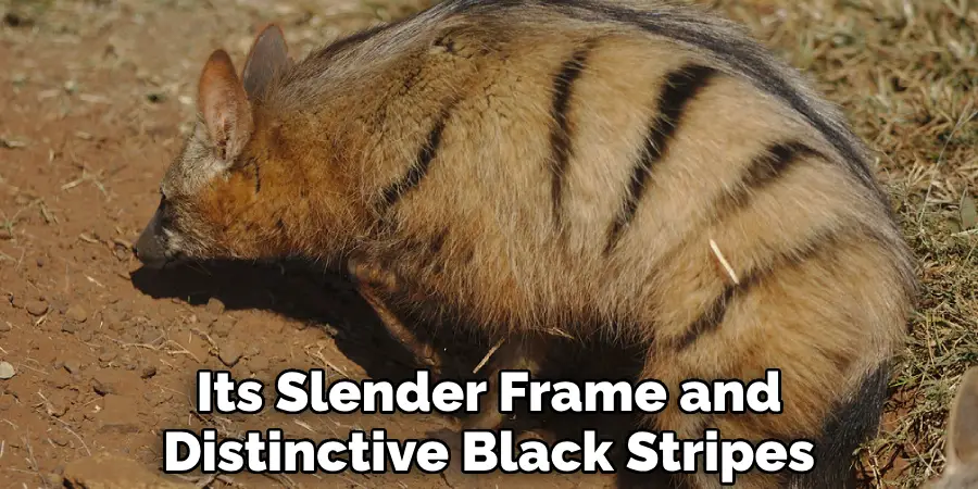 Its Slender Frame and Distinctive Black Stripes