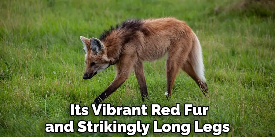  Its Vibrant Red Fur and Strikingly Long Legs