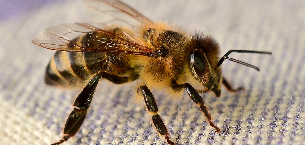 Killer Bee Spiritual Meaning