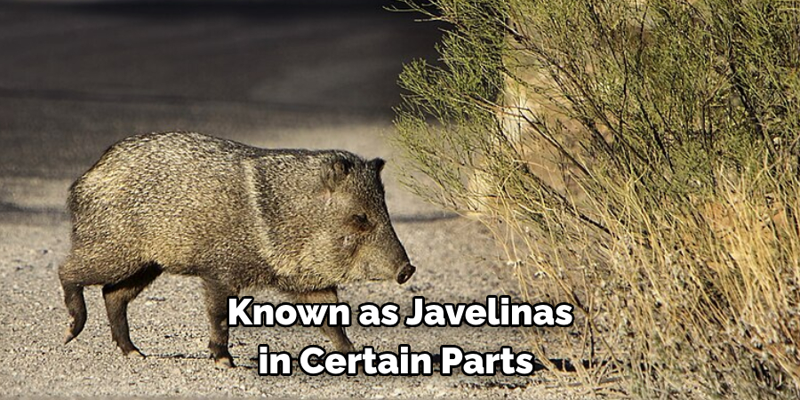 Known as Javelinas in Certain Parts 