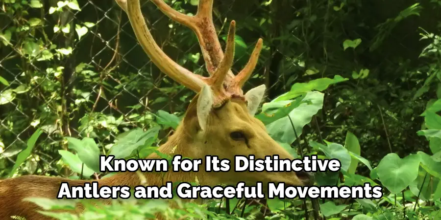 Known for Its Distinctive 
Antlers and Graceful Movements