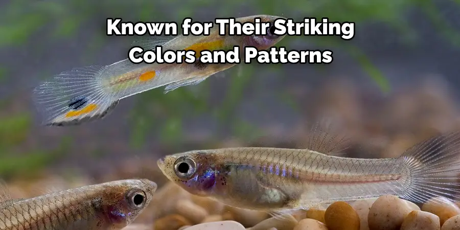 Known for Their Striking 
Colors and Patterns