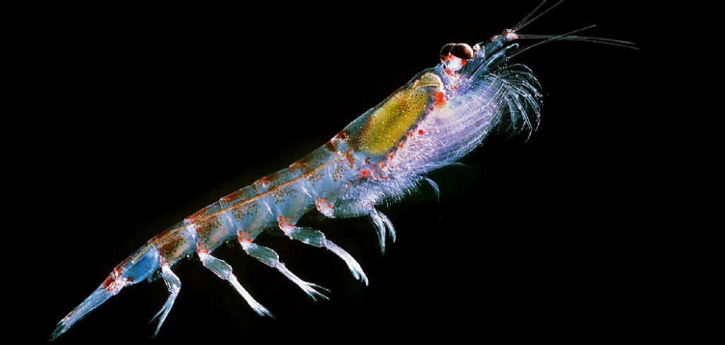 Krill Spiritual Meaning