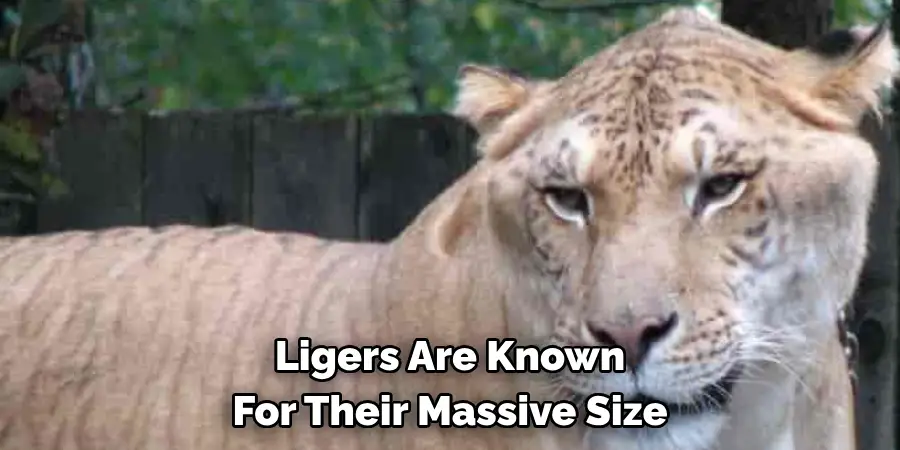 Ligers Are Known 
For Their Massive Size 