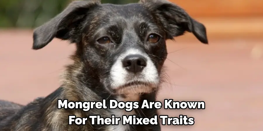 Mongrel Dogs Are Known 
For Their Mixed Traits