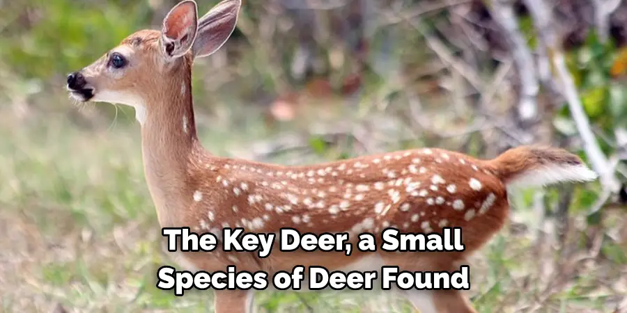 The Key Deer, a Small
Species of Deer Found