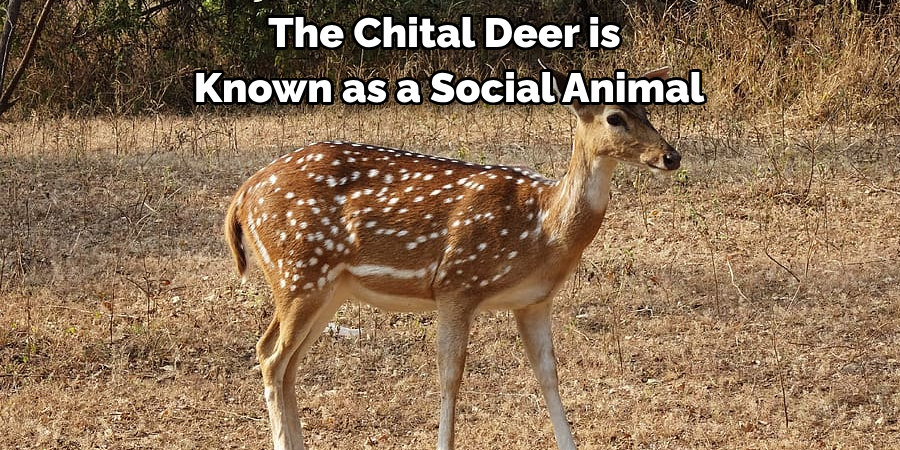 The Chital Deer is 
Known as a Social Animal
