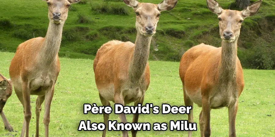 Père David's Deer,
Also Known as Milu