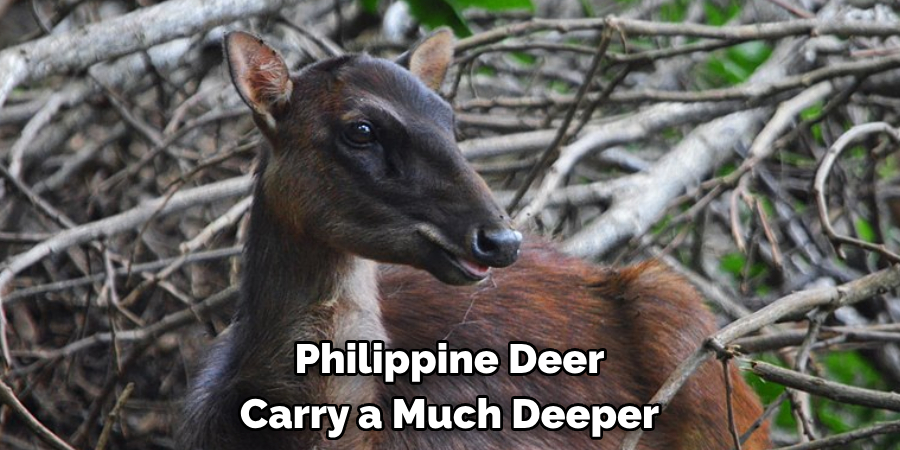 Philippine Deer 
Carry a Much Deeper