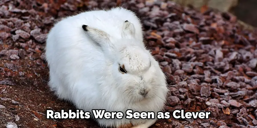 Rabbits Were Seen as Clever