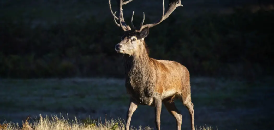 Red Deer Spiritual Meaning, Symbolism and Totem