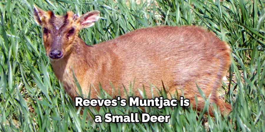 Reeves's Muntjac is 
a Small Deer