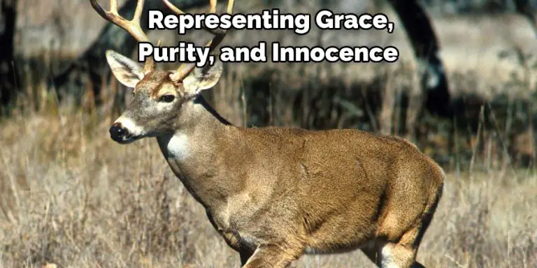 Rare Sight Sacred Meaning The Biblical Symbolism Of White Deer - ydqwkqs