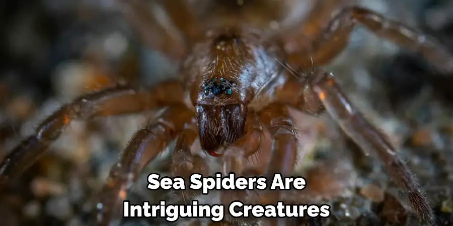 Sea Spiders Are Intriguing Creatures