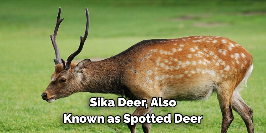 Sika Deer, Also 
Known as Spotted Deer