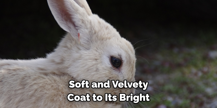 Soft and Velvety 
Coat to Its Bright