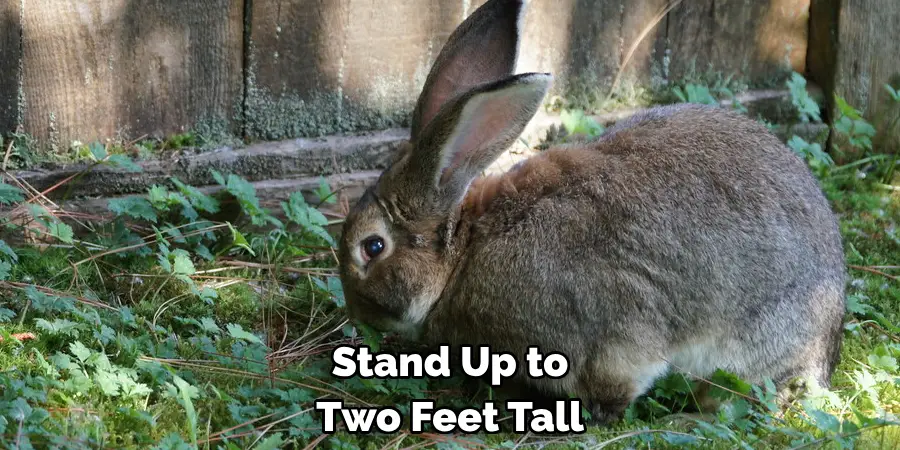 Stand Up to Two Feet Tall