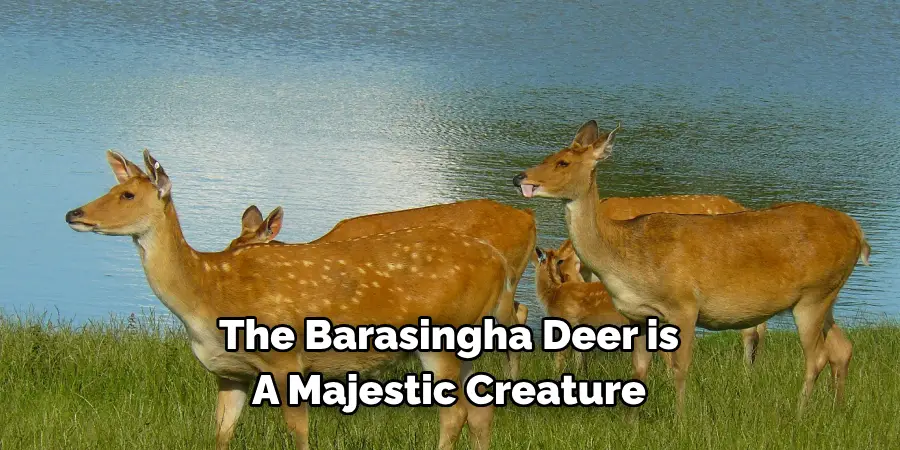 The Barasingha Deer is 
A Majestic Creature