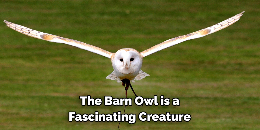 The Barn Owl is a
Fascinating Creature