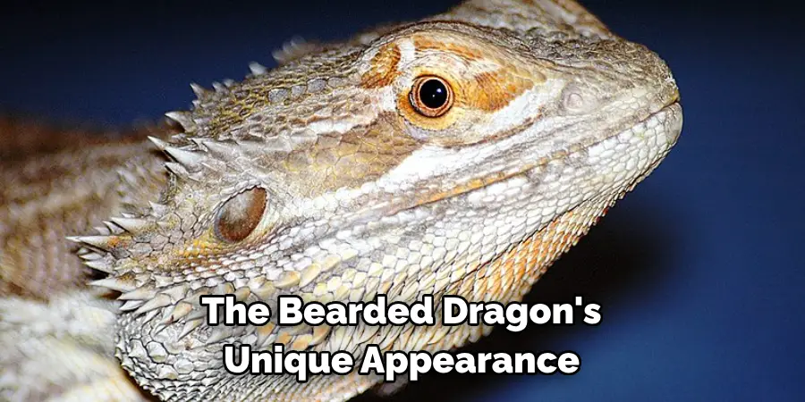 The Bearded Dragon's 
Unique Appearance