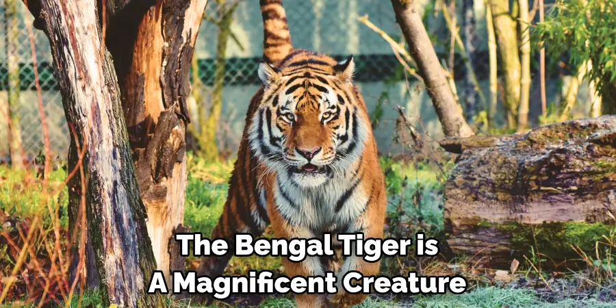 The Bengal Tiger is
A Magnificent Creature