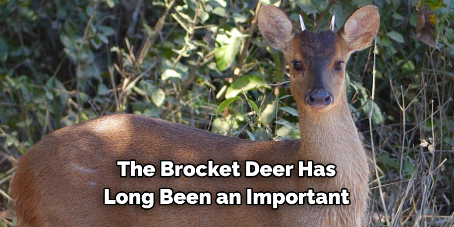 The Brocket Deer Has 
Long Been an Important