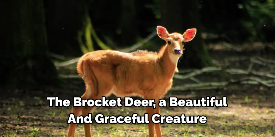 The Brocket Deer, a Beautiful
And Graceful Creature