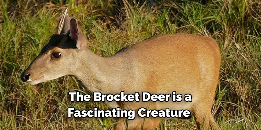 The Brocket Deer is a 
Fascinating Creature 